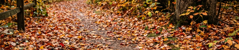 Leaf-covered trail winding through an autumn forest with a wooden fence